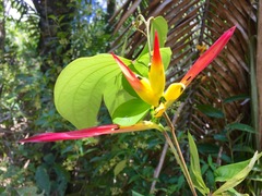 Heliconia hirsuta