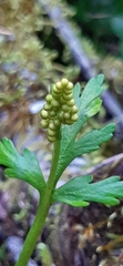 Botrychium lanceolatum
