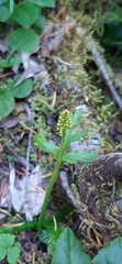 Botrychium lanceolatum image