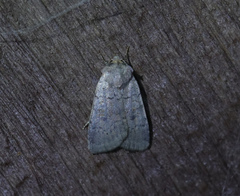 Protolampra sobrina