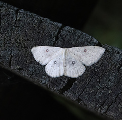 Cyclophora albipunctata
