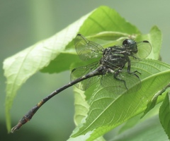Aphylla angustifolia