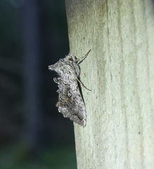 Syngrapha interrogationis