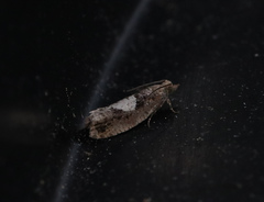 Epinotia brunnichana