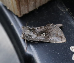 Syngrapha interrogationis