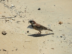 Passer domesticus