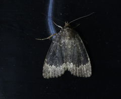 Amphipyra perflua