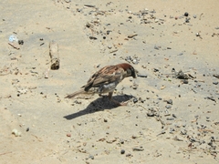 Passer domesticus