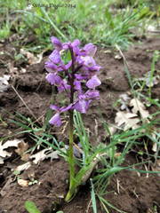 Anacamptis morio