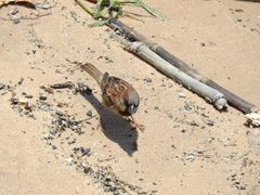 Passer domesticus