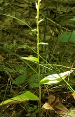 Platanthera flava flava