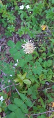 Sanguisorba stipulata