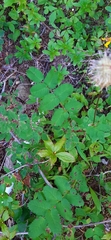 Sanguisorba stipulata