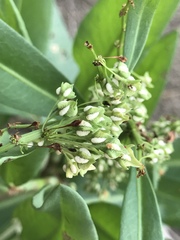 Rumex verticillatus