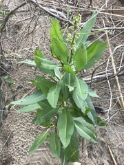 Rumex verticillatus