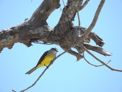 Tyrannus melancholicus