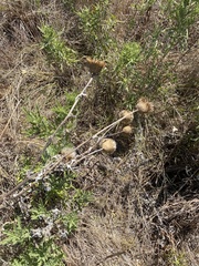 Plectocephalus americanus