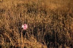 Amaryllis belladonna
