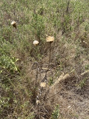 Plectocephalus americanus