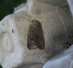Protolampra sobrina