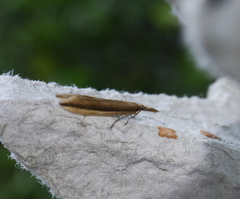 Donacaula mucronella