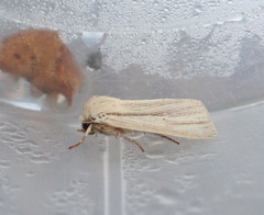 Mythimna pallens