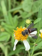 Coelioxys slossoni slossoni