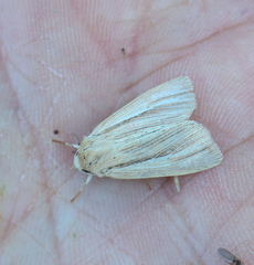 Mythimna pallens