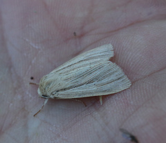 Mythimna pallens