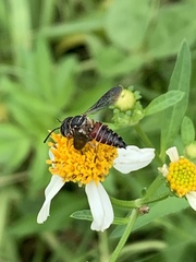 Coelioxys slossoni slossoni