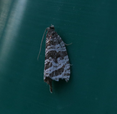 Syricoris