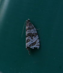 Syricoris