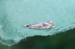 Catoptria verellus