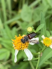 Coelioxys slossoni slossoni