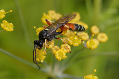 Ctenichneumon panzeri