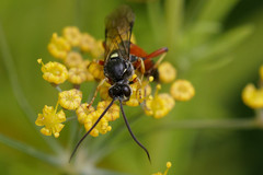 Ctenichneumon panzeri