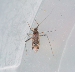 Phytocoris longipennis