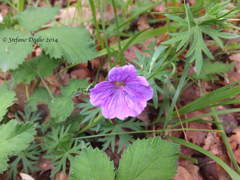 Geranium sanguineum