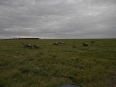 Connochaetes taurinus albojubatus