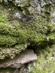 Amphidium lapponicum