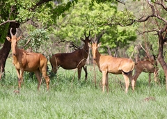 Alcelaphus buselaphus lelwel