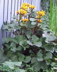 Ligularia dentata
