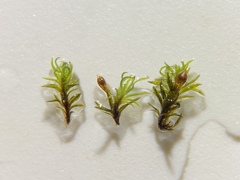 Amphidium lapponicum