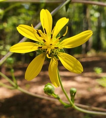 Silphium compositum