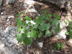Cercis canadensis texensis