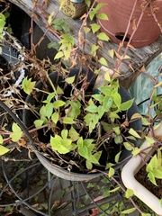 Callisia repens