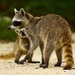 Pygmy Raccoon - Photo (c) Cristopher Gonzalez, some rights reserved (CC BY-SA), uploaded by Cristopher Gonzalez