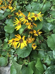 Ligularia