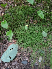 Equisetum sylvaticum