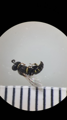 Oxybelus bipunctatus